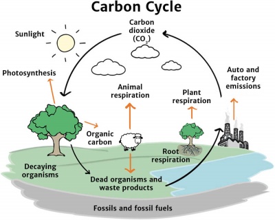 Simple Water Cycle Chart