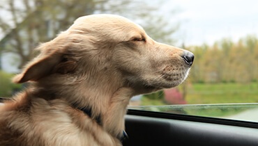 Golden Retriever in the Wind