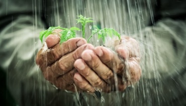 Hands and Plant